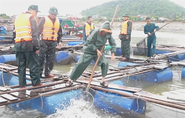 Nghe An province border guard soldiers assist fish cage owners in harvesting their catch to minimize damage ahead of Storm No. 3’s landfall. Photo courtesy of VNA.