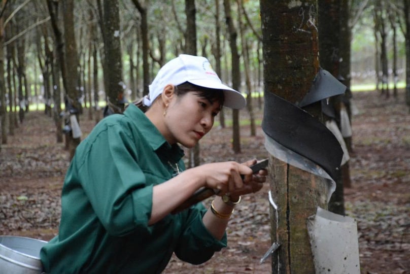 A worker takes rubber latex. Photo courtesy of Tuoi tre (Youth) newspaper.