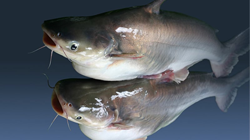 Catfish is among Vietnam's biggest export earners. Photo courtesy of Lam Dong newspaper.