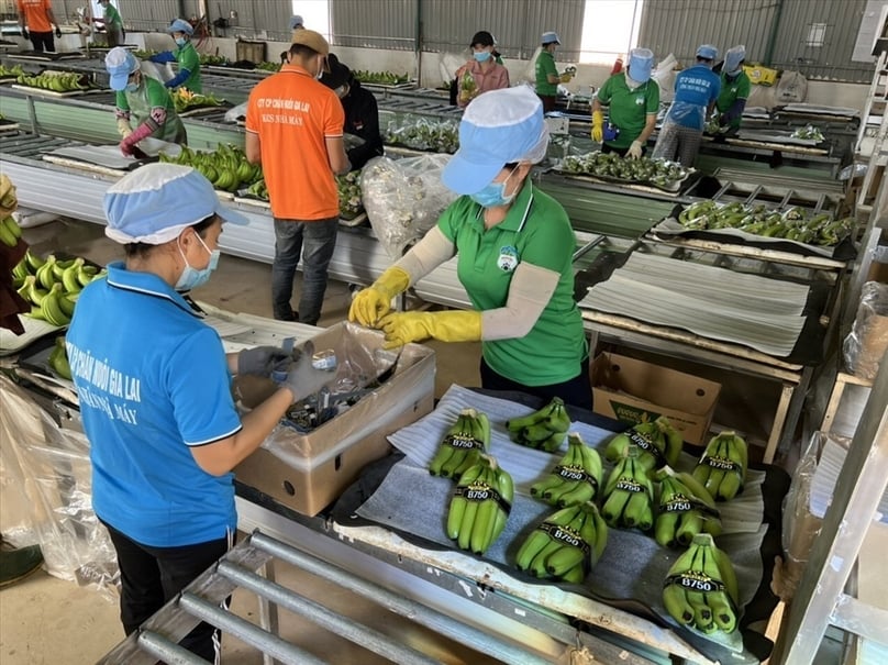 Hoang Anh Gia Lai's workers pack bananas. Photo courtesy of Lao Dong (Labor) newspaper.