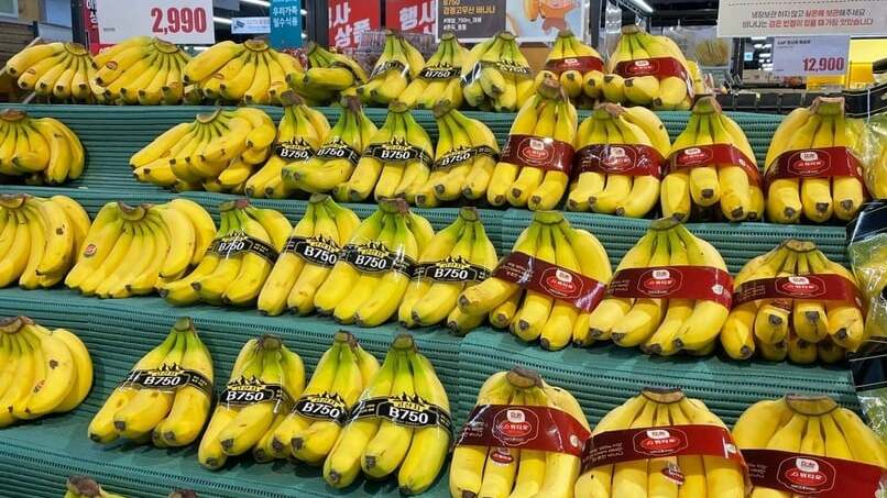 Hoang Anh Gia Lai is currently one of Vietnam’s leading banana exporters. Photo courtesy of the company.