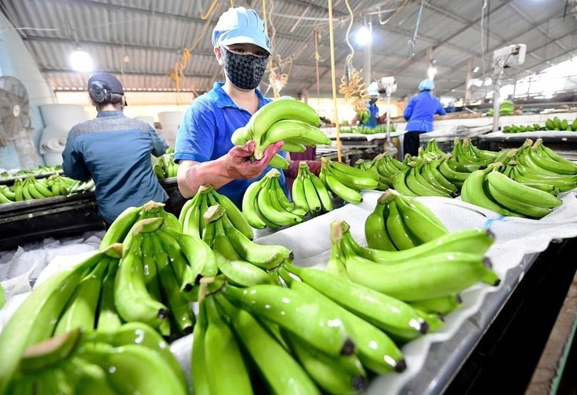 Bananas of Hoang Anh Gia Lai. Photo courtesy of the company.