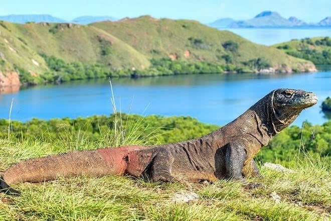 A Komodo dragon. Photo courtesy of Vietnam News Agency.