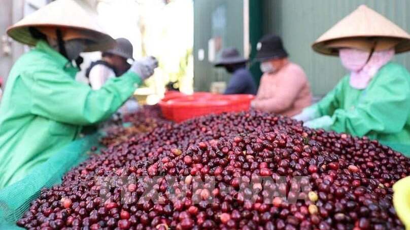 Vietnam coffee exports surge to record high. Photo courtesy of VNA.