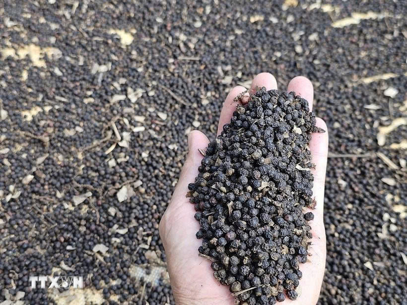 Vietnam earned over $1 billion from pepper exports in the first eight months of 2025, the highest eight-month figure in seven years. Photo courtesy of VNA.