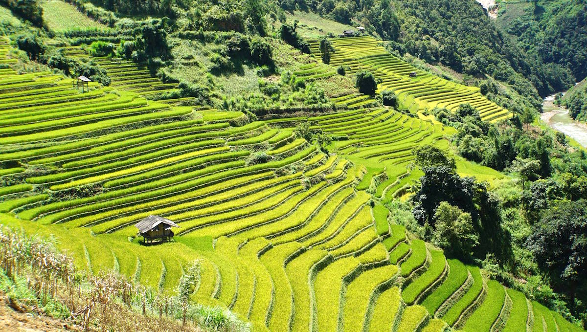 The stunning sight of rice harvest in Mu Cang Chai, Vietnam 9