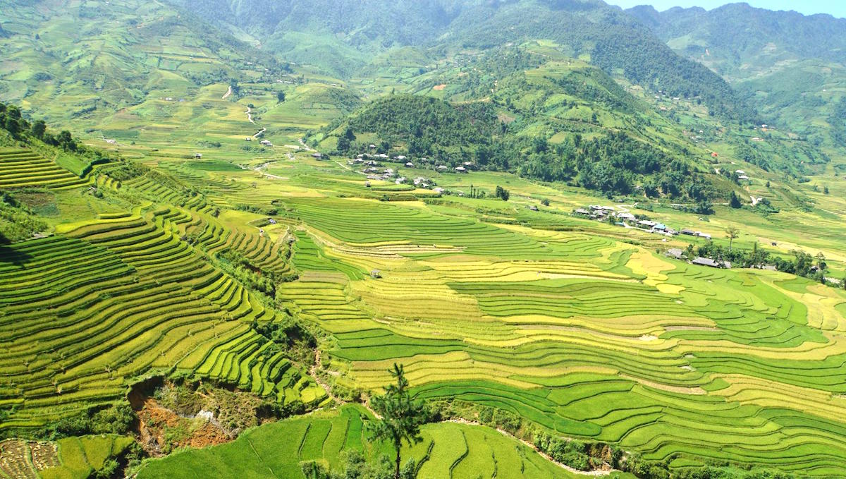 The stunning sight of rice harvest in Mu Cang Chai, Vietnam