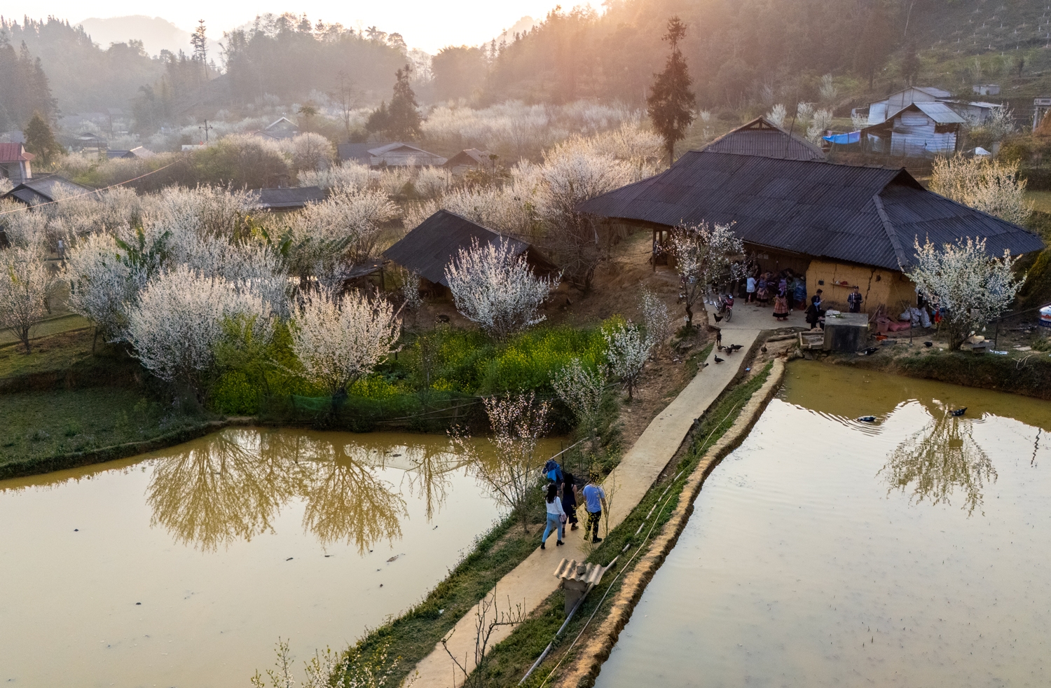 Sắc trắng hoa mận làm say đắm lòng du khách trẩy hội mùa xuân Bắc Hà. 3