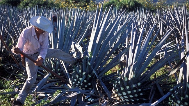 Việt Nam bảo hộ chỉ dẫn địa lý TEQUILA cho sản phẩm rượu