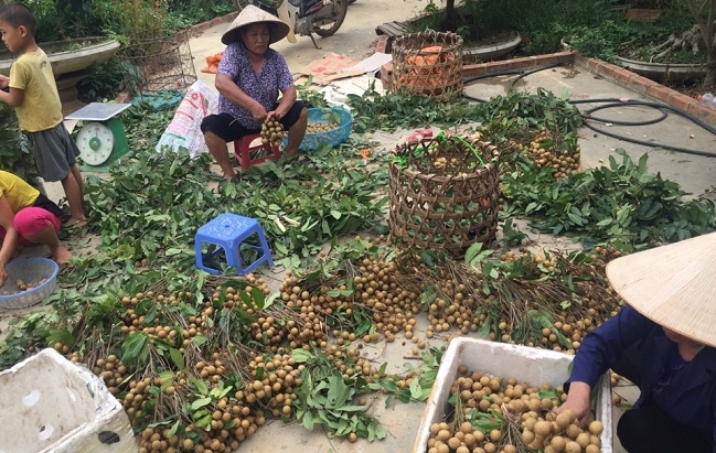 Xây dựng thành công nhãn hiệu chứng nhận “Nhãn Sơn La” 1