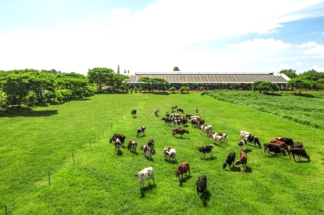 Hệ sinh thái ‘Net Zero’ đã vượt ra ngoài những trang trại xanh của Vinamilk 5