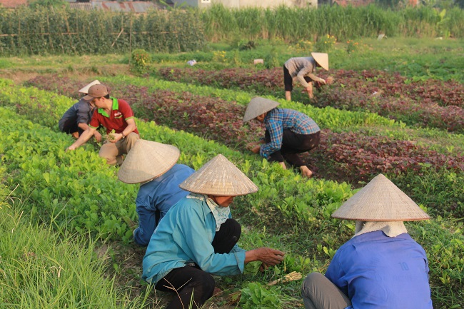 Ông chủ thực phẩm sạch Bác Tôm và mối nhân duyên với nghề nông 2