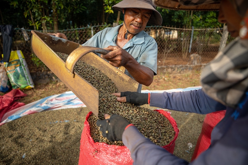 Sản xuất cà phê lâm nguy vì biến đổi khí hậu