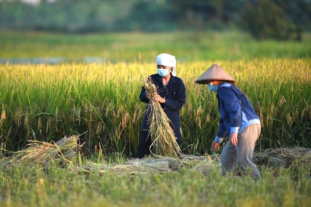 Hướng đi cho nông nghiệp tuần hoàn