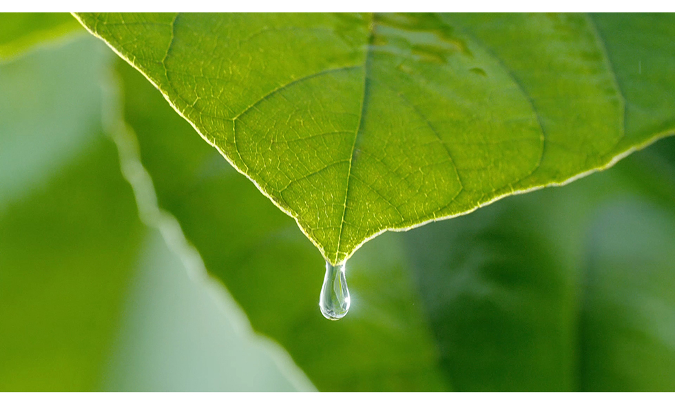 TH true WATER: Tinh khiết mạch nước ngầm từ những tầng đá núi lửa triệu năm 2