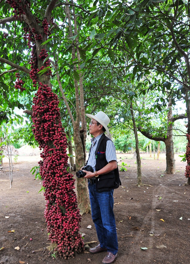 Trái đỏ là trái chi chi? 1