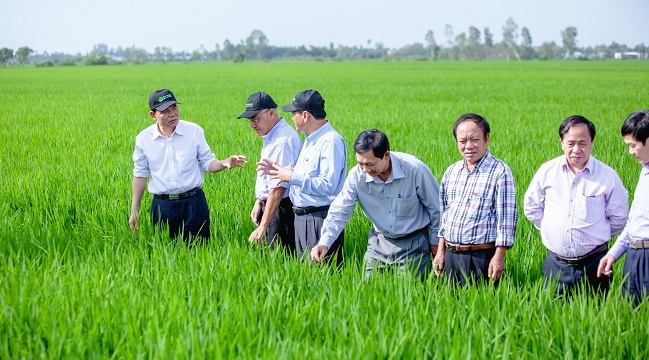 Lão nông tạo ra 'cách mạng xanh' cho cây lúa 1