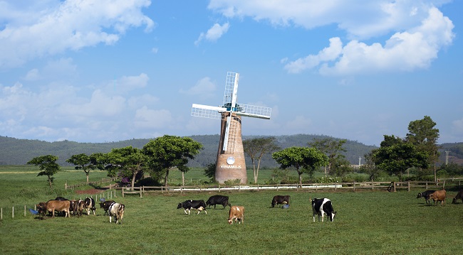 Sữa tươi organic của Vinamilk 'bắt sóng' người tiêu dùng Singapore 3