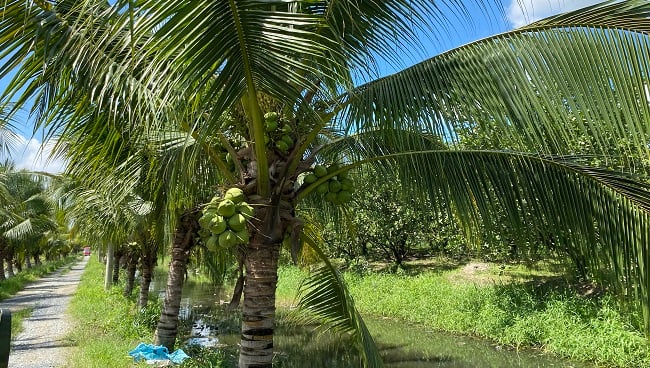 Ông Bảy Thành Vinasun và những cuộc phiên lưu thú vị 2