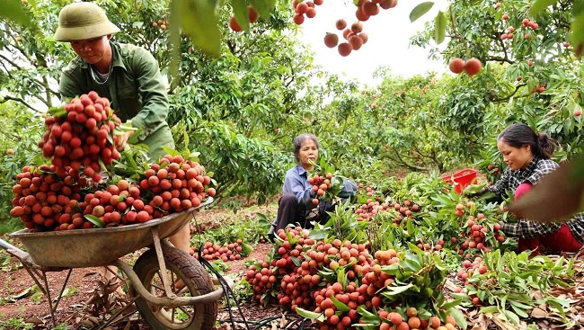 3 kịch bản tiêu thụ vải thiều Bắc Giang tránh ‘thụ động’ trước Covid-19