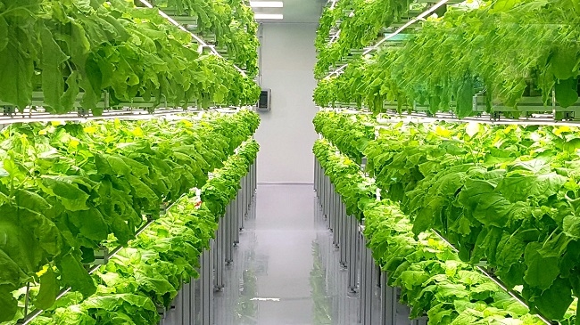 Làm gì để người dân các đô thị lớn an cư khi đại dịch chưa kết thúc? 4