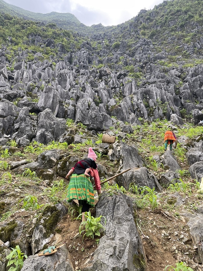 Sức sống nơi miền đá 1