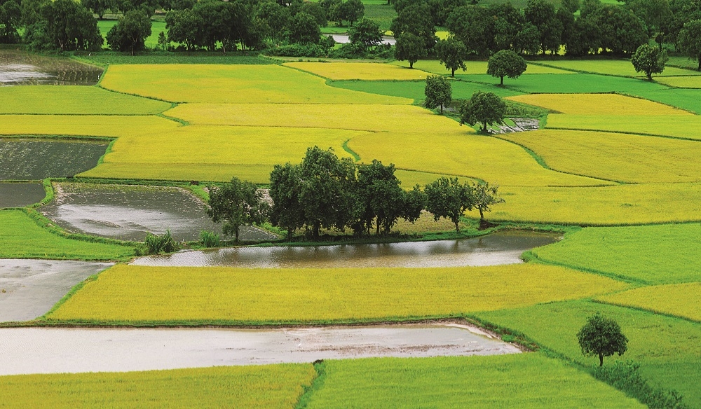 Nghĩ về đất
