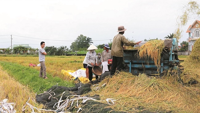 Trên bờ ruộng cuối năm