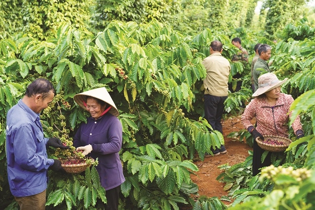 NESCAFÉ Plan - tiên phong và bền bỉ với nông nghiệp tái sinh 1