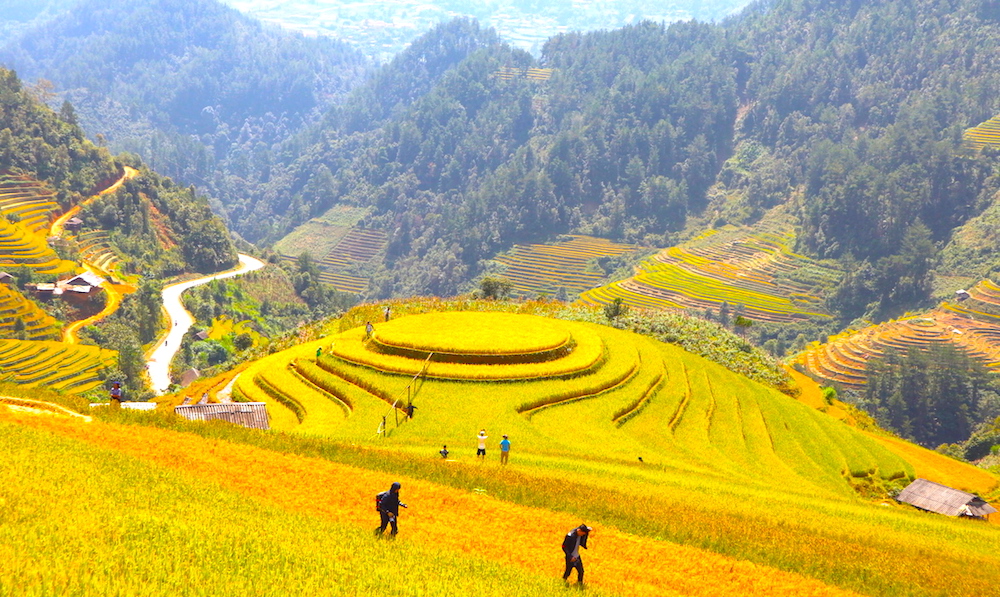 Nếp Tú Lệ, chè Suối Giàng, ruộng bậc thang và 'mỏ vàng' Mù Căng Chải