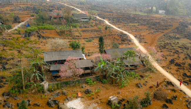 Sức sống nơi miền đá