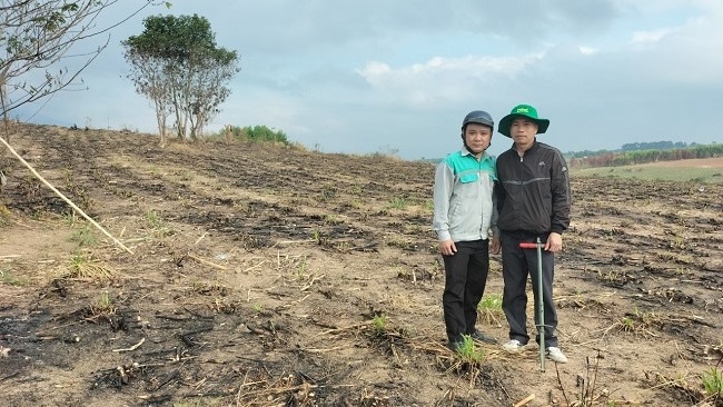 Các nhà khoa học lấy mẫu phân tích đất khô cằn ban đầu tại vùng trồng mía