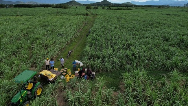 Sự hợp tác giữa PVFCCo và TTC AgriS góp phần mang đến những vụ mía bội thu