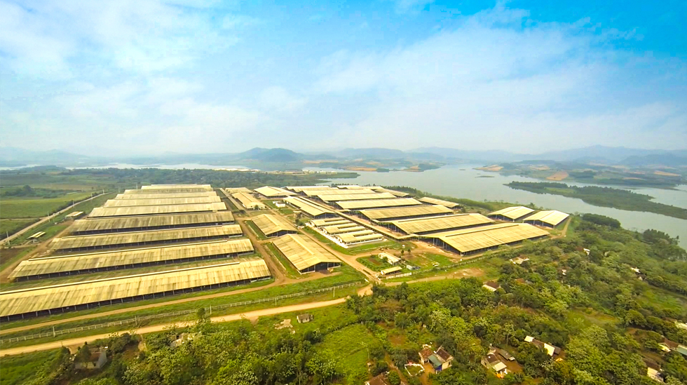 Công nghệ 4.0 biến vùng đất nghèo thành “thủ phủ bò sữa” 2 Công nghệ 4.0 biến vùng đất nghèo thành “thủ phủ bò sữa” 2