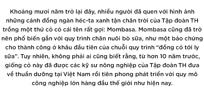 Chuyện chưa kể về những đồng cỏ mombasa lớn nhất thế giới 1