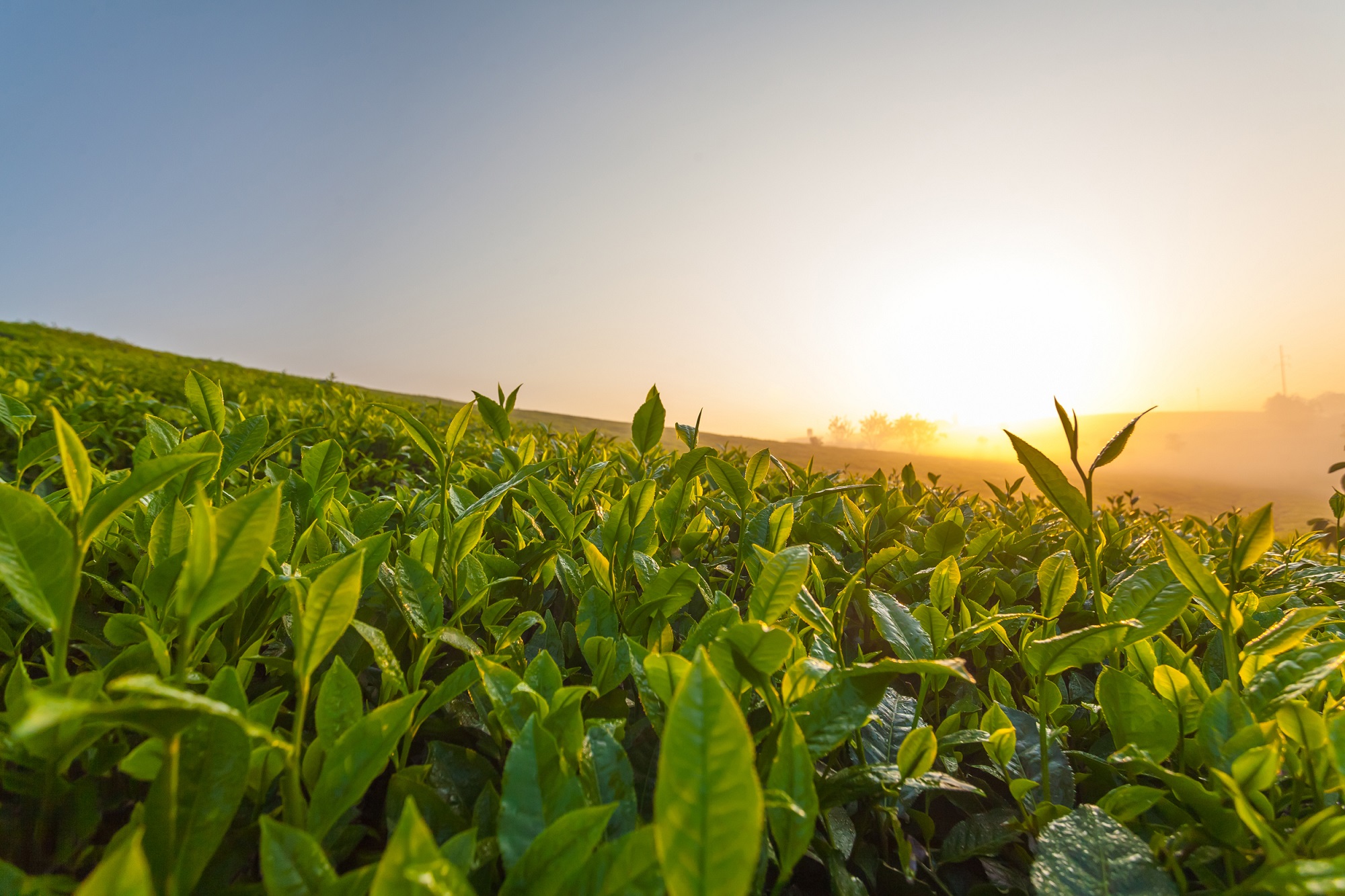 Tập đoàn TH ra mắt bộ sản phẩm trà tự nhiên TH true TEA