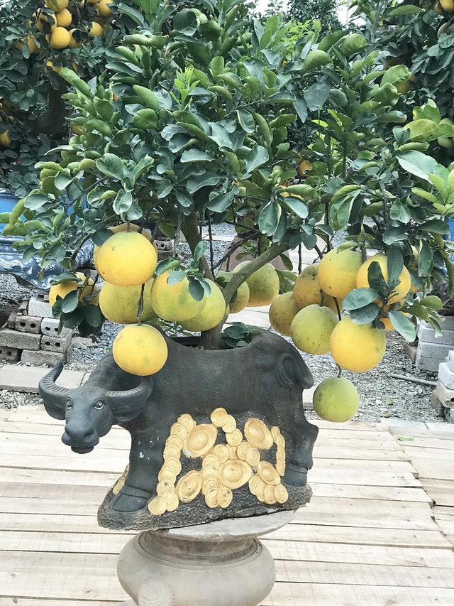 Đào, quất "nhộn nhịp" xuống phố đón Tết Tân Sửu 4