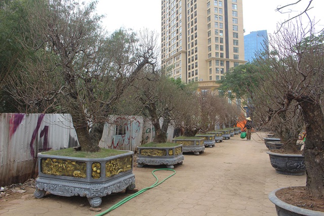 Đào, quất "nhộn nhịp" xuống phố đón Tết Tân Sửu 2