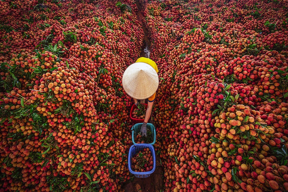 Lục Ngạn không chỉ có vải thiều