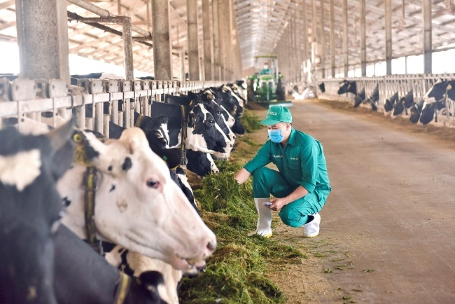 Vinamilk Green Farm: Một dấu ấn rõ nét của ngành sữa Việt Nam trên hành trình phát triển bền vững 6