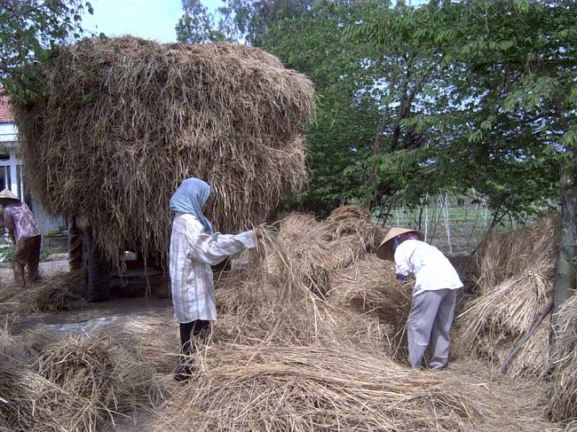 Phế phẩm, phụ phẩm trong nông nghiệp: Không để nguồn tài nguyên tái tạo bị lãng phí 1