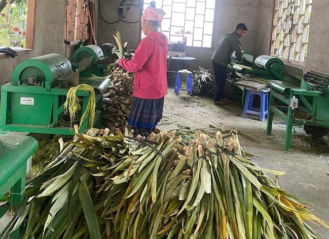 Chàng kỹ sư bách khoa và hành trình đưa sợi lá dứa ra thế giới 