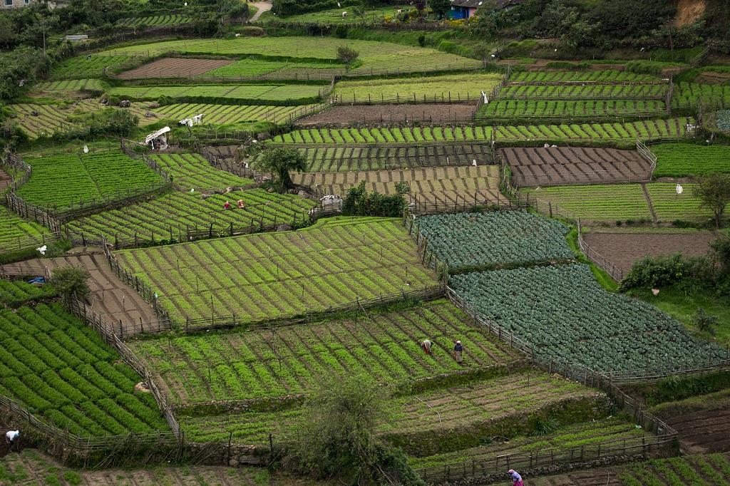 Đất đai manh mún (Land fragmentation) là gì? Nguyên nhân - Ảnh 1. Đất đai manh mún (Land fragmentation) là gì? Nguyên nhân - Ảnh 1.