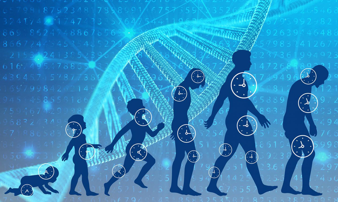 Hợp đồng niên kim đủ điều kiện (Qualified Longevity Annuity Contract - QLAC) là gì? Đặc điểm - Ảnh 1. Hợp đồng niên kim đủ điều kiện (Qualified Longevity Annuity Contract - QLAC) là gì? Đặc điểm - Ảnh 1.