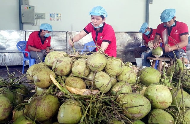 Tháng 8, Hải quan Trung Quốc sắp kiểm tra vùng trồng, cơ sở đóng gói dừa tươi Việt Nam