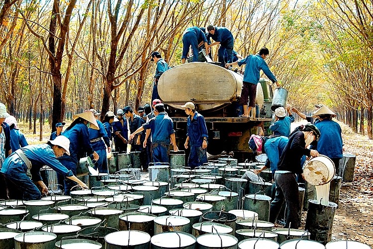 Các quốc gia có đóng góp quan trọng trong việc tăng trưởng nguồn  cung (như Bờ Biển Ngà, Việt Nam, Ấn Độ, Trung Quốc – hiện đang  cung ứng gần 30% sản lượng cao su thiên nhiên toàn cầu) sẽ đạt  mức khai thác tối đa trong những năm tới.