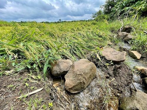 Tại TP. Buôn Mê Thuột (Đắk Lắk), diện tích đất trồng lúa còn rất lớn. Ảnh: Thời báo Tài chính