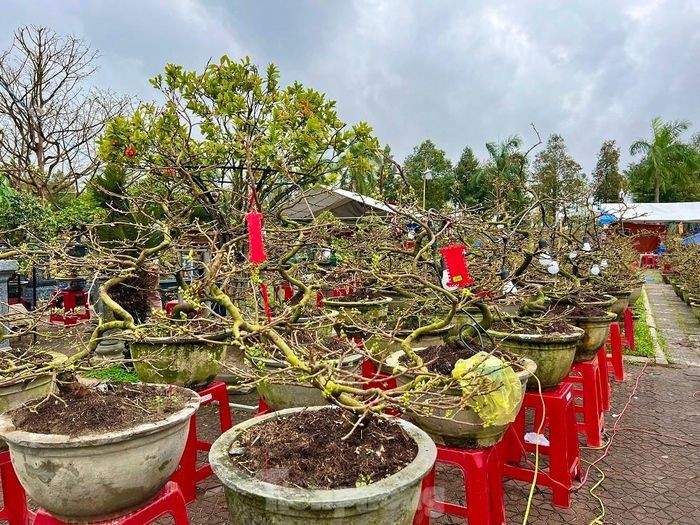 Theo một số người trồng mai, năm nay mưa lạnh kéo dài nên hoa mai không đẹp so với các năm. Ảnh: Tiền Phong