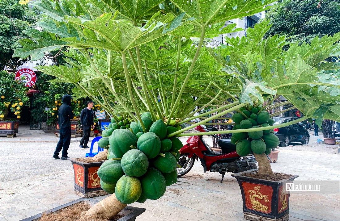 Những chậu đu đủ bonsai tán rộng, hoa nở, trĩu quả được chào giá cả chục triệu để chào Xuân 2023 với mong muốn no đủ, sum vầy và bền vững. Ảnh: Người Đưa Tin 