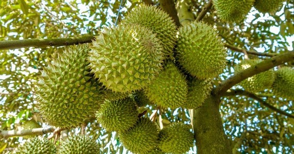 Các địa phương thuộc vùng Đồng bằng sông Cửu Long, Đông Nam bộ và Tây Nguyên cây sầu riêng vẫn đang có hiện tượng phát triển “nóng”cây sầu riêng. (Ảnh minh hoạ: PV/Vietnam+)